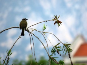 鸟瞰&ldquo;嘉庚&rdquo;