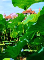 荷&ldquo;嘉&rdquo;欢