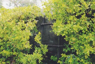 我要向你问声好，致我匆匆的岁月