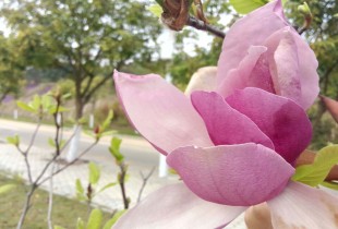 花开的季节，如何与你相逢。