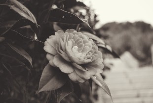 我想我是喜欢你的