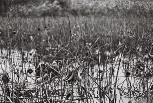 花开花落年复年