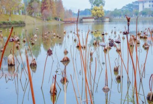菡萏香销翠叶残