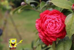 海绵宝宝游嘉庚