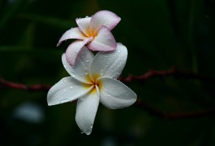 滴滴露珠 款款花香