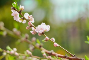 &ldquo;嘉&rdquo;的春天