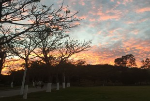 红树蝉声满夕阳