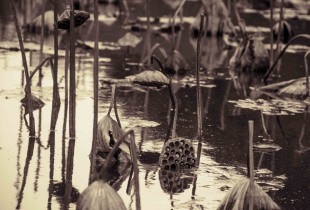 一朵残荷谢流年