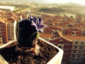 嘉园有风，信子而至