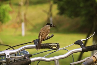 用我的眼睛看嘉庚