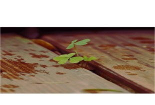 你所看不到的它们的生活