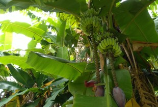 花&middot;果&middot;树