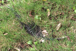 逝去的仍美的不可方物