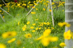 草木之&ldquo;嘉&rdquo;
