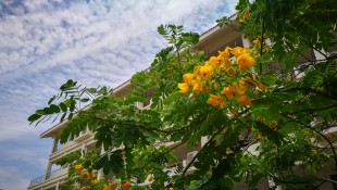 待到&ldquo;嘉&rdquo;花烂漫时