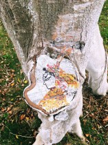 &ldquo;树洞&rdquo;的秘密