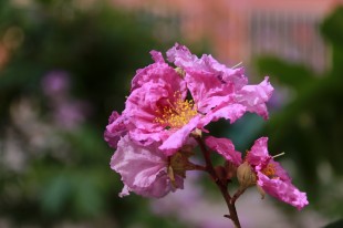 &ldquo;嘉&rdquo;有&ldquo;紫薇&rdquo;伴你走过15个春秋岁月