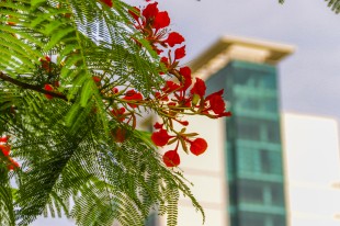 花&ldquo;眼&rdquo;看嘉庚