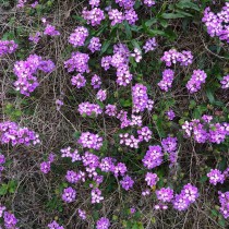 半缘修道半缘君