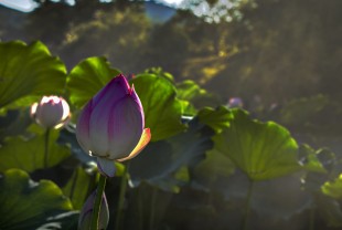 &ldquo;嘉园&rdquo;夏荷