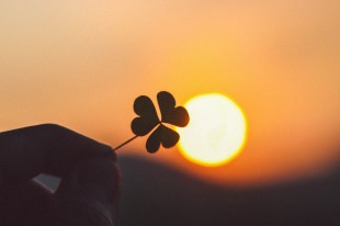 三叶草都是爱嘉的模样