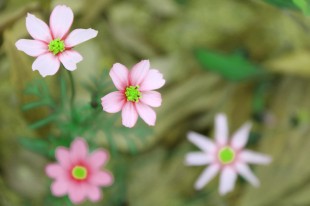 一花一世界（2）