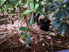遇“嘉”——一场开至余靡的花事