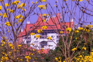 &ldquo;嘉园&rdquo;的小黄花