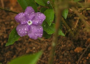 一“嘉”花事——赴一场烂漫的花事之约