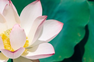 &ldquo;嘉&rdquo;荷