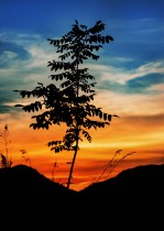 南天门上有棵树，一点芦苇傍起旁