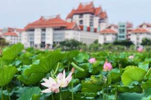 横塘衰红盼星津
