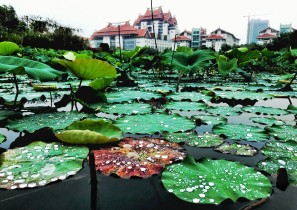 雨后&ldquo;嘉庚&rdquo;