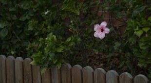 如果我有后花园