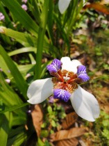 嘉园&ldquo;花世界&rdquo;