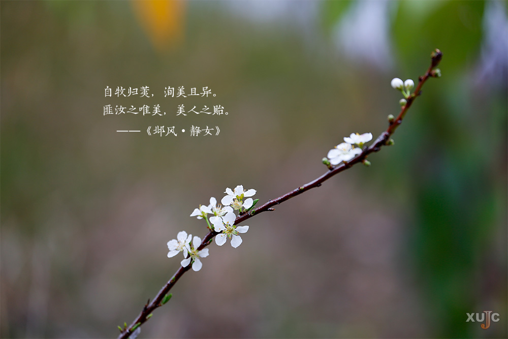 嘉园微海报青青子衿悠悠我心