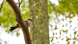 ����ʱ�ڣ����������ҡ��Ρ���������������Щ